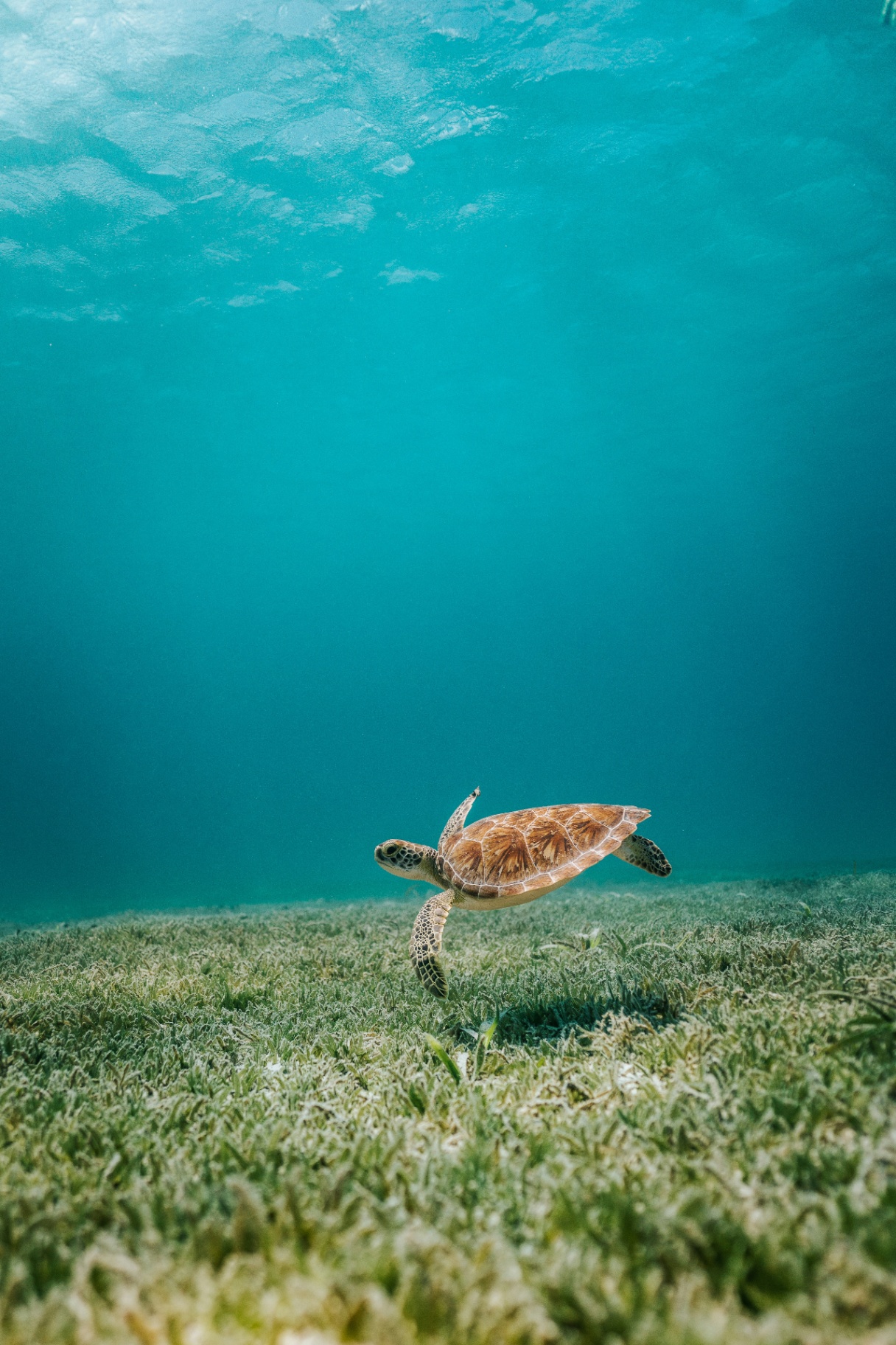 Swim with sea turtles
